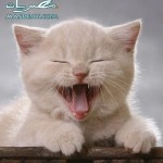 نكت مضحكة جدا مصرية | مفيش بعد كده نكت مضحكة جدا مصرية
