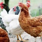 تحذير للمصريين من ارتفاع اسعار الدواجن في مصر الى 60 جنيهاً للواحدة