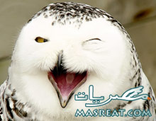 نكت محششين 2013 خد تعسيلة اخر حاجة