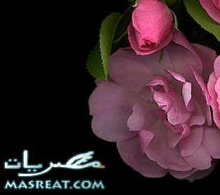 اجمل رسائل شم النسيم .. شوية مسجات جديدة للحبايب والاصحاب