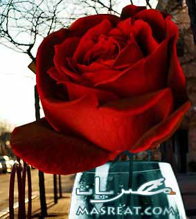بطاقات و رسائل بمناسبة شم النسيم