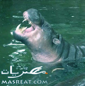 رسائل موبايل مضحكة مصرية 2012 رسائل موبايل مضحكة مصرية 2012