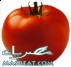 اغنية قوطة شعبان عبد الرحيم عن غلاء اسعار الطماطم