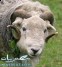 موعد عيد الاضحى المبارك 1433/2012 ميعاد اجازة العيد هذا العام