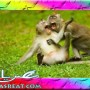نكت مصرية 2013 .. خد الاجدد من الاخر وانسى الزعل