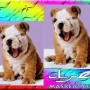 رسائل نكت 2011 احلى المسجات المضحكة للموبايل