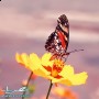 موعد عيد شم النسيم 2013 يوم اجازة رسمية في مصر لجميع القطاعات