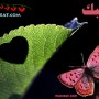 رسائل حزينة جدا 2013 مسجات حزن حب وزعل - رسائل فراق وعتاب قصيرة