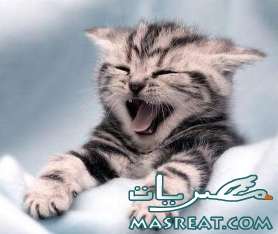 اخر نكتة اخر نكات 2019