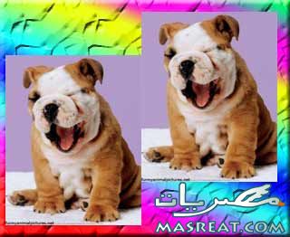 رسائل نكت 2019 - 2020 رسائل نكت 2019